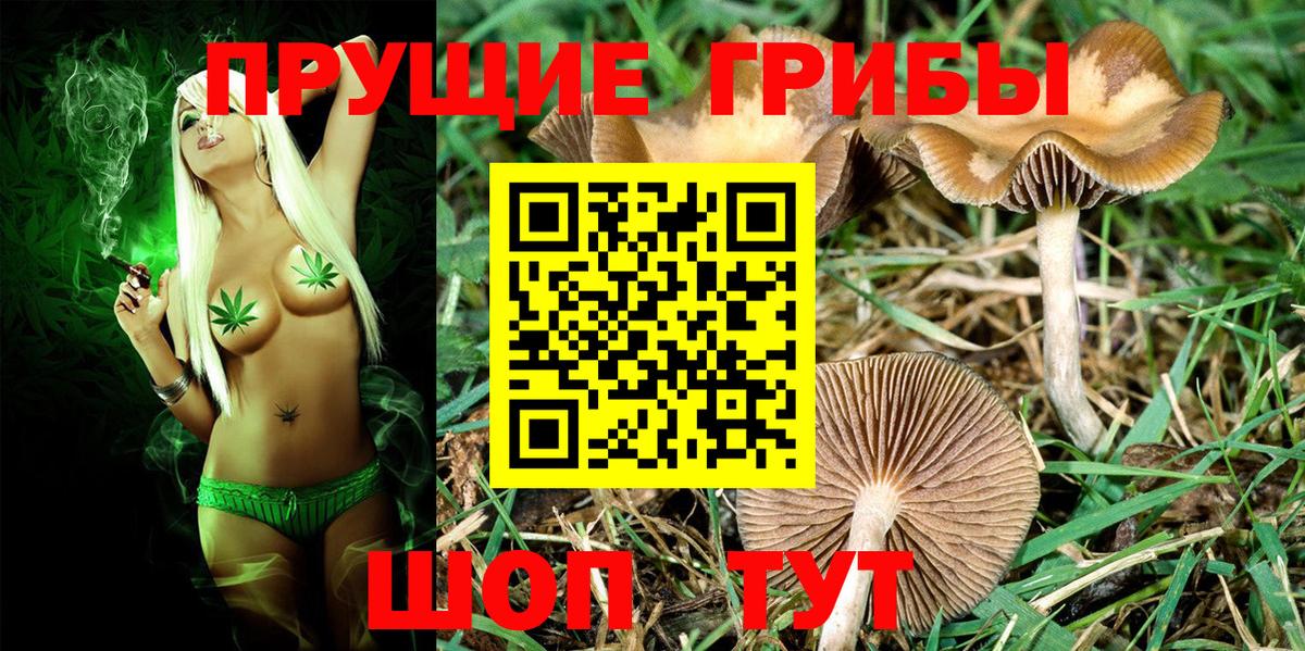 Кропоткин  Галлюциногенные грибы Psilocybine cubensis  Вход с VPN 